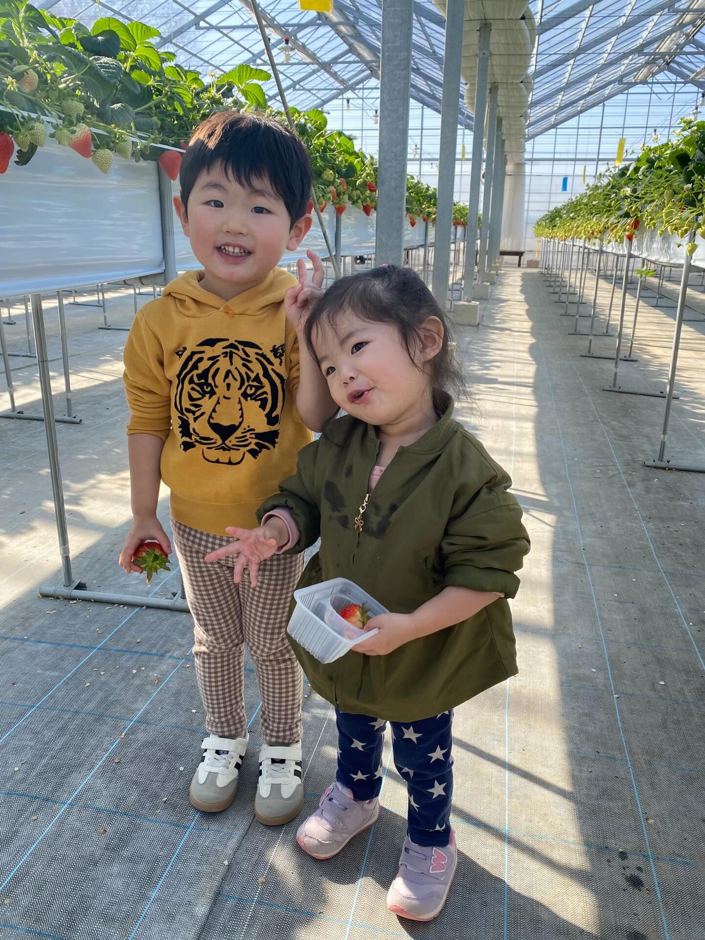 いちご狩りに行って来ました🍓