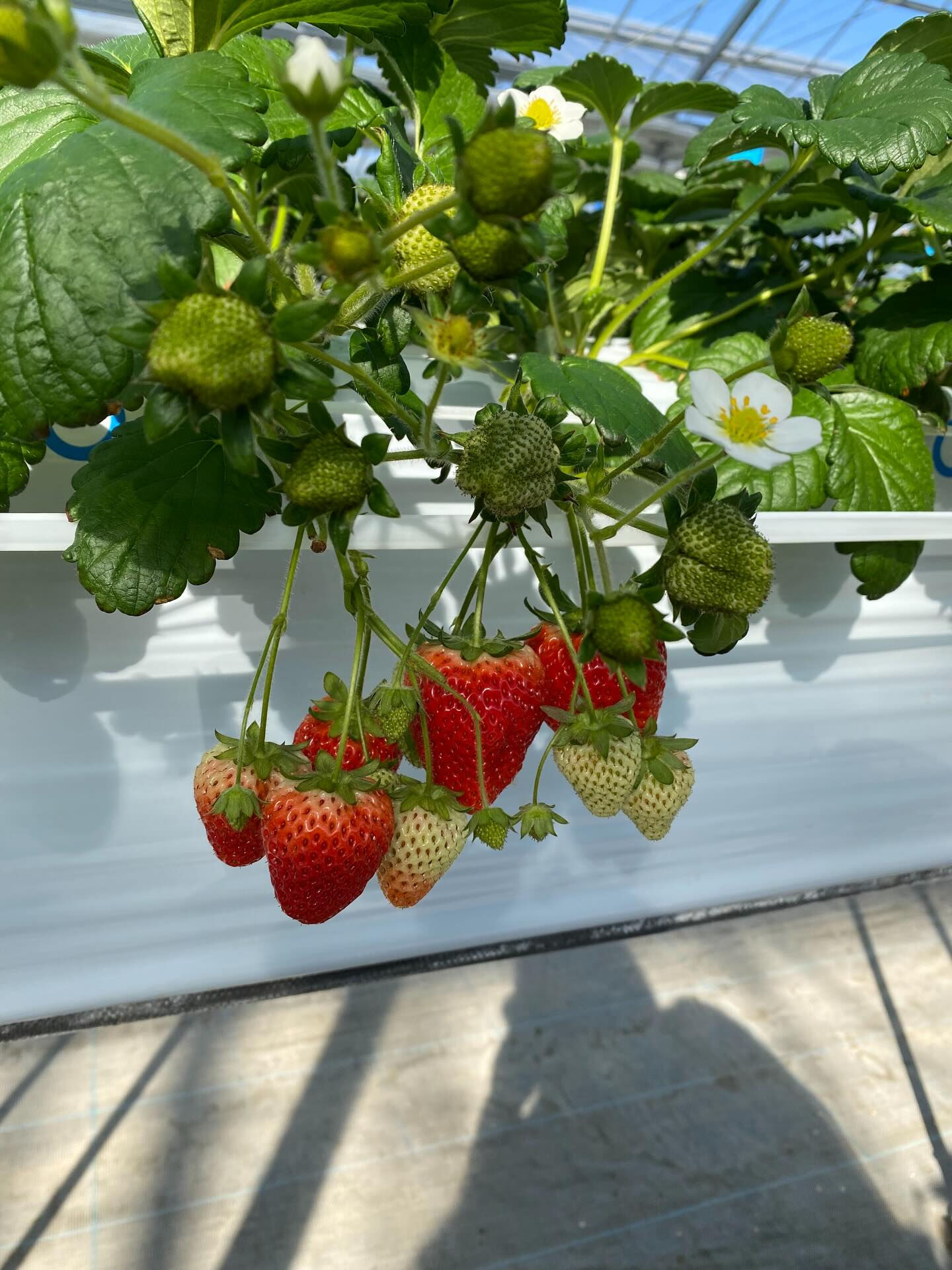 いちご狩りに行って来ました🍓